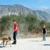 CURSO DE SEGURIDAD PERROS GRANADA