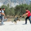 CURSO DE SEGURIDAD PERROS GRANADA