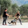 CURSO DE SEGURIDAD PERROS GRANADA