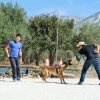 CURSO DE SEGURIDAD PERROS GRANADA