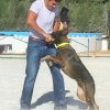 CURSO DE SEGURIDAD PERROS GRANADA