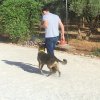 CURSO DE SEGURIDAD PERROS GRANADA