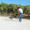 CURSO DE SEGURIDAD PERROS GRANADA