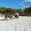 CURSO DE SEGURIDAD PERROS GRANADA