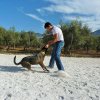 CURSO DE SEGURIDAD PERROS GRANADA