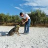 CURSO DE SEGURIDAD PERROS GRANADA