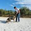 CURSO DE SEGURIDAD PERROS GRANADA