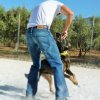 CURSO DE SEGURIDAD PERROS GRANADA