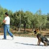 CURSO DE SEGURIDAD PERROS GRANADA