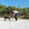 CURSO DE SEGURIDAD PERROS GRANADA