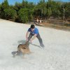 CURSO DE SEGURIDAD PERROS GRANADA