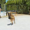 CURSO DE SEGURIDAD PERROS GRANADA