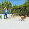 CURSO DE SEGURIDAD PERROS GRANADA