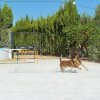 CURSO DE SEGURIDAD PERROS GRANADA