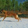 CURSO DE SEGURIDAD PERROS GRANADA